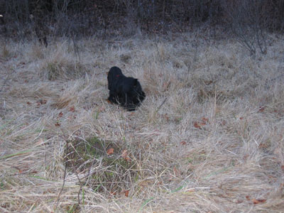 Pa&scaron;a i&scaron;če zajca